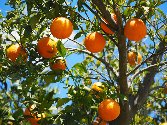 ORANGE、おかえり!!