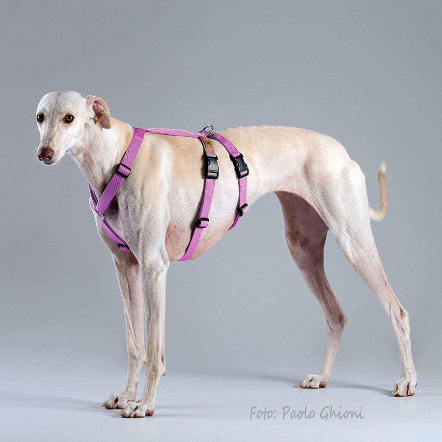 ハキハナ 社 ハーネス 脱走防止 Haqihana s.r.l harness M2H