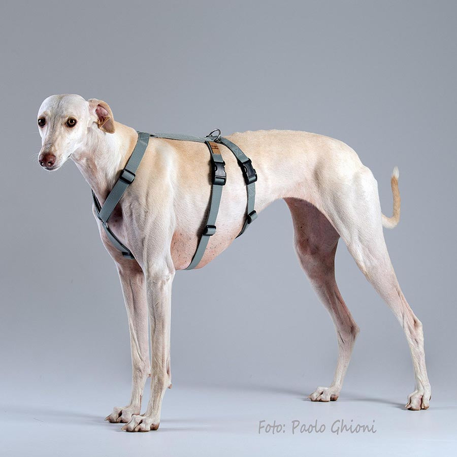 ハキハナ 社 ハーネス 脱走防止 Haqihana s.r.l harness S2H